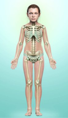 3 boyutlu, tıbbi olarak genç bir kızın iskelet sisteminin resmi.