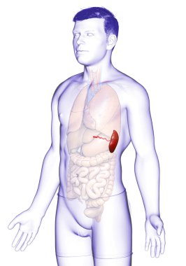 3D üretilmiş, tıbbi açıdan doğru bir erkek dalak anatomisi.