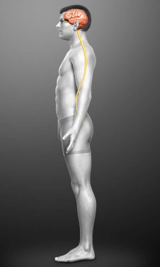 3D, bir erkek beyninin tıbben doğru bir gösterimi.