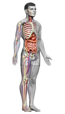 3D, erkek iç organlarının, iskeletinin ve dolaşım sisteminin tıbben doğru bir çizimi.