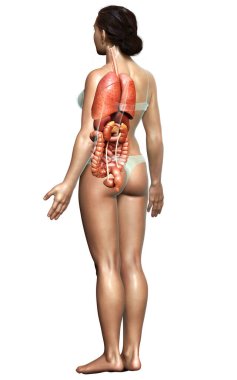 3D tıbbi olarak kadın iç organlarının doğru çizimi 