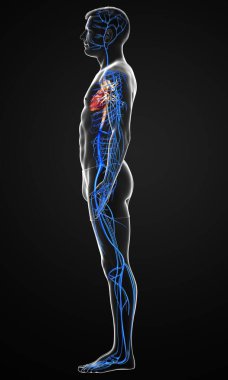 3D, erkek damar anatomisini tıbben doğru gösteriyor.