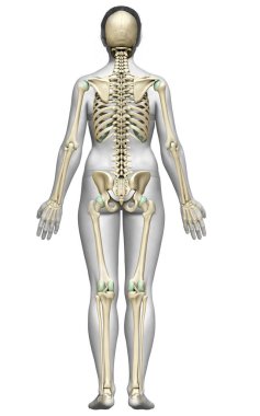 3D üretilmiş, tıbben doğru bir kadın iskelet sistemi çizimi