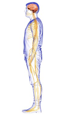 3D, bir erkek sinir sisteminin tıbbi olarak doğru bir gösterimi.