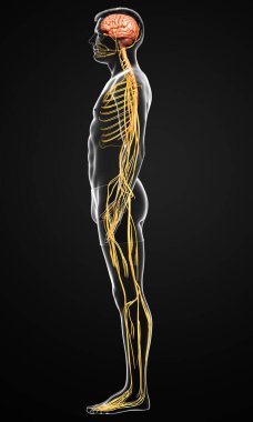 3D, bir erkek sinir sisteminin tıbbi olarak doğru bir gösterimi.