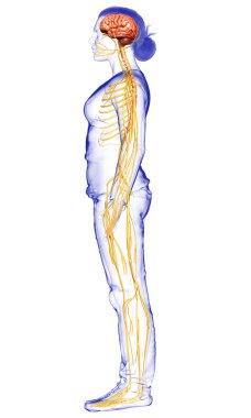 3D, tıbbi olarak bir kadın sinir sisteminin doğru bir örneği.