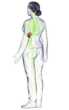 3D, tıbbi olarak bir kadın lenf sisteminin doğru bir çizimi.