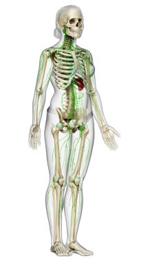 3D, tıbbi olarak bir kadın lenf sisteminin doğru bir çizimi.