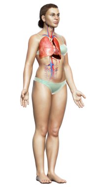 3 boyutlu, tıbbi olarak kadın akciğer anatomisini gösteriyor.