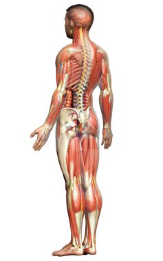 3D, tıbbi olarak erkek anatomisini doğruluyor.