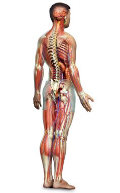 3D, tıbbi olarak erkek anatomisini doğruluyor.