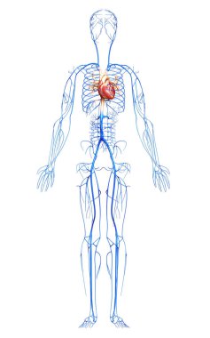 3D, damarların tıbben doğru çizimi.
