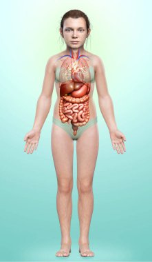 3D, genç bir kızın sindirim sistemi ve kalbinin tıbbi olarak doğru bir gösterimi.