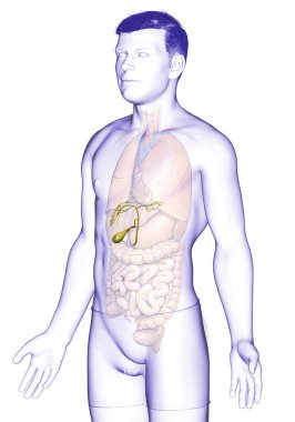 3D, erkek organlarının safra kesesi anatomisinin tıbben doğru bir gösterimi.