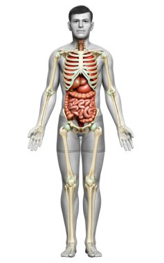 3D, erkek iç organlarının, iskeletinin ve dolaşım sisteminin tıbben doğru bir çizimi.