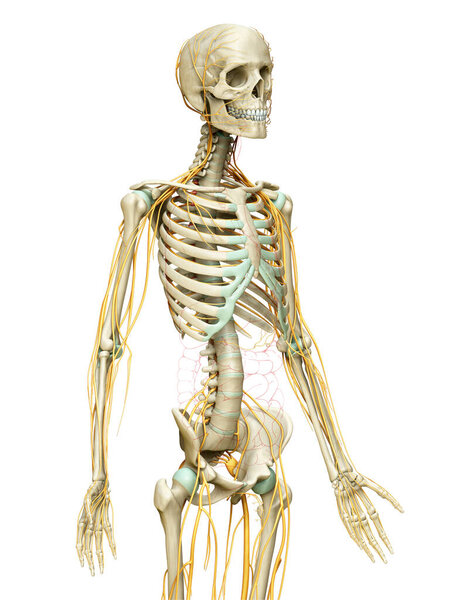 3d rendered medically accurate illustration of the nervous system and skeleton system