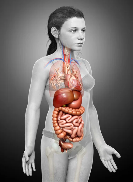 Оказана Медицинская Точная Иллюстрация Молодой Девушки Пищеварительной Системы — стоковое фото