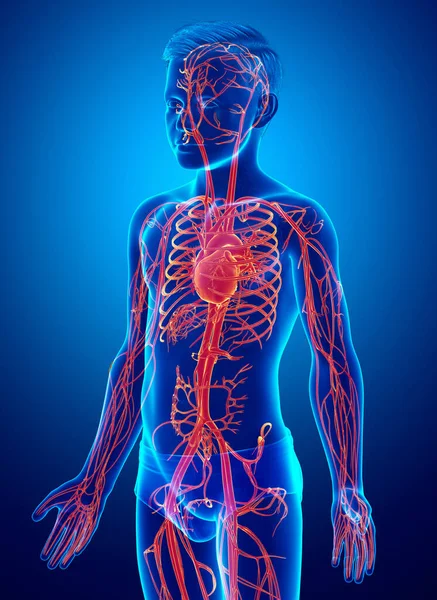 Renderizado Ilustração Medicamente Precisa Destaque Laranja Jovem Menino Anatomia Coração — Fotografia de Stock