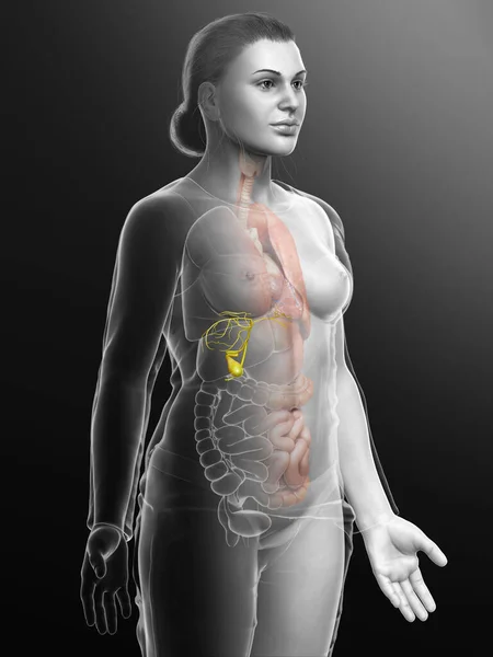 Renderowane Medycznie Dokładna Ilustracja Żeńskich Narządów Pęcherzyka Żółciowego Anatomia — Zdjęcie stockowe