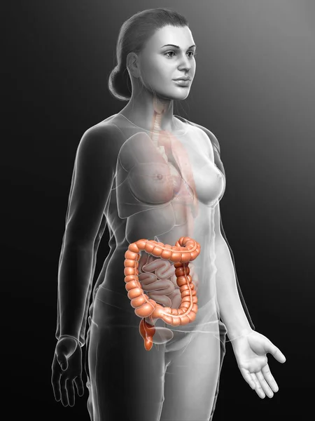 3D表现 女性大肠解剖学医学上准确的描述 — 图库照片