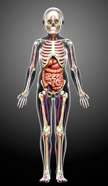 3Dは女の子の医学的に正確なイラストをレンダリング 内部器官 骨格と循環系 — ストック写真