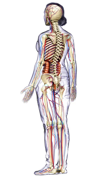 Gerenderte Medizinisch Korrekte Darstellung Weiblicher Innerer Organe Skelett Und Kreislauf — Stockfoto