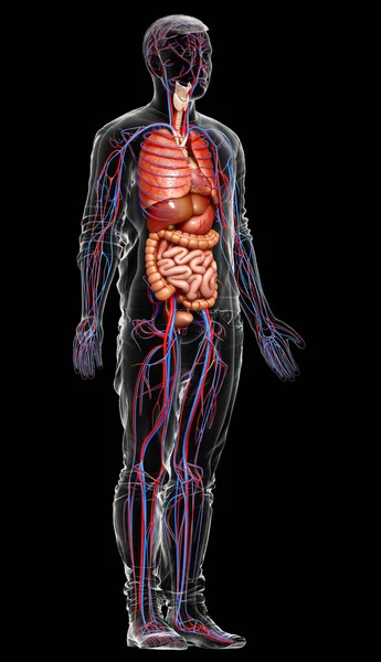 Renderizado Ilustración Médicamente Precisa Los Órganos Internos Masculinos Sistema Circulatorio —  Fotos de Stock