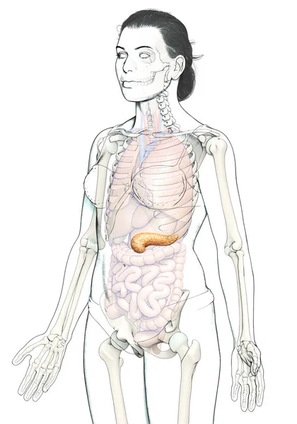 Renderizado Ilustración Médicamente Precisa Páncreas Femenino —  Fotos de Stock