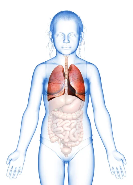 Renderizado Ilustración Médicamente Precisa Una Anatomía Pulmonar Chica Joven — Foto de Stock