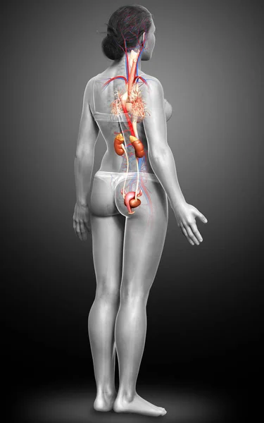 Reso Illustrazione Clinicamente Accurata Dei Reni Femminili Del Sistema Circolatorio — Foto Stock