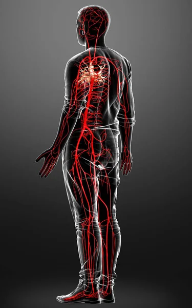 Reso Illustrazione Clinicamente Accurata Delle Arterie Maschili — Foto Stock