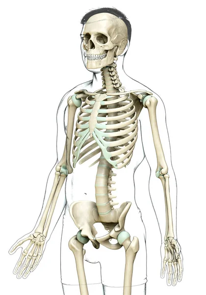 Rendered Medically Accurate Illustration Male Skeleton System — Stock Photo, Image