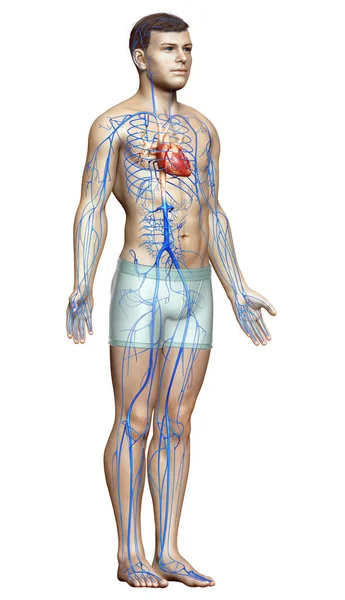 Renderowane Medycznie Dokładna Ilustracja Męskiej Anatomii Żył — Zdjęcie stockowe