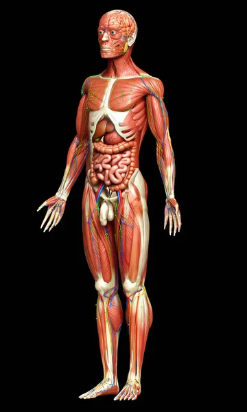 Rendu Médicalement Précis Anatomie Masculine — Photo