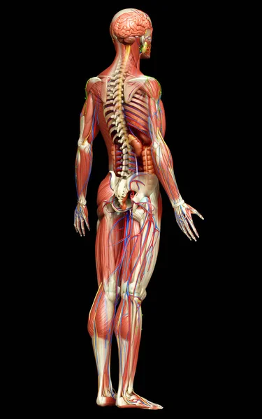 Renderizado Medicamente Preciso Anatomia Masculina — Fotografia de Stock