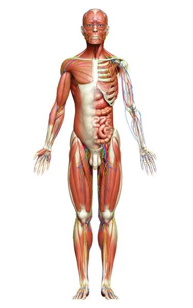 Hecho Médicamente Exacto Anatomía Masculina —  Fotos de Stock