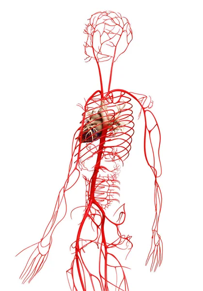 Gerenderte Medizinisch Korrekte Darstellung Von Arterien — Stockfoto