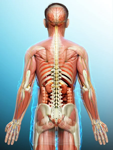 Darstellung Der Männlichen Anatomie Medizinisch Korrekt — Stockfoto