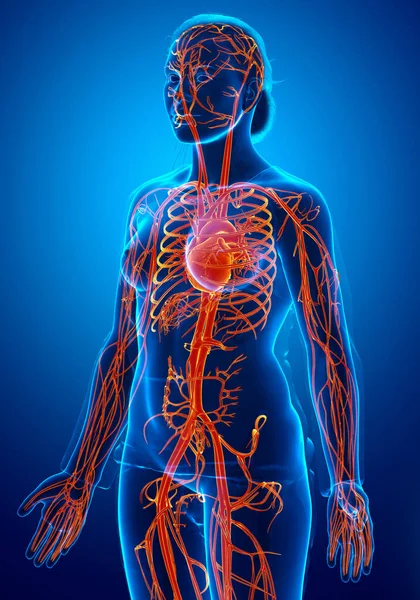 Reso Illustrazione Clinicamente Accurata Del Cuore Femminile Arancione Evidenziato — Foto Stock