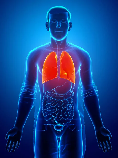 Renderowana Medycznie Dokładna Ilustracja Kobiecej Anatomii Płuc — Zdjęcie stockowe
