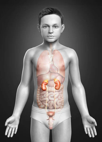 Оказана Медицински Точная Иллюстрация Анатомии Почек Мальчика — стоковое фото