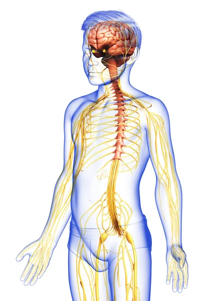 Medisch Nauwkeurige Illustratie Van Een Jonge Jongen Zenuwstelsel — Stockfoto