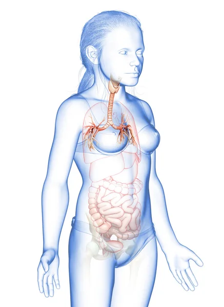 Illustrazione Della Laringe Trachea Bronchi Parte Del Sistema Respiratorio — Foto Stock