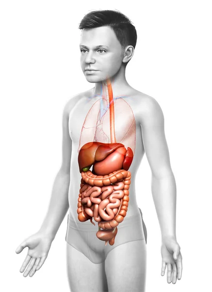 Renderizado Ilustración Médicamente Precisa Niño Sistema Digestivo — Foto de Stock