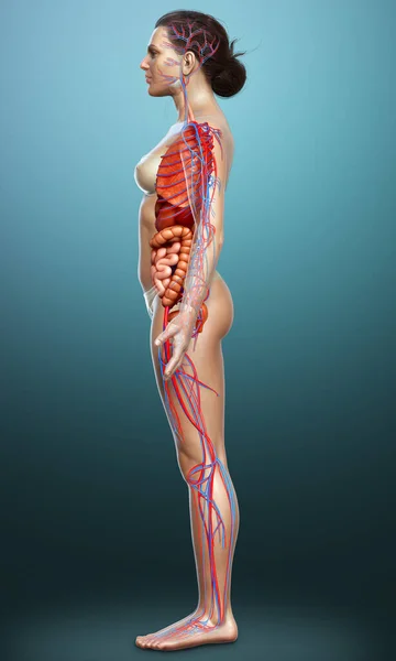 Оказана Медицинская Точная Иллюстрация Женских Внутренних Органов Кровеносной Системы — стоковое фото