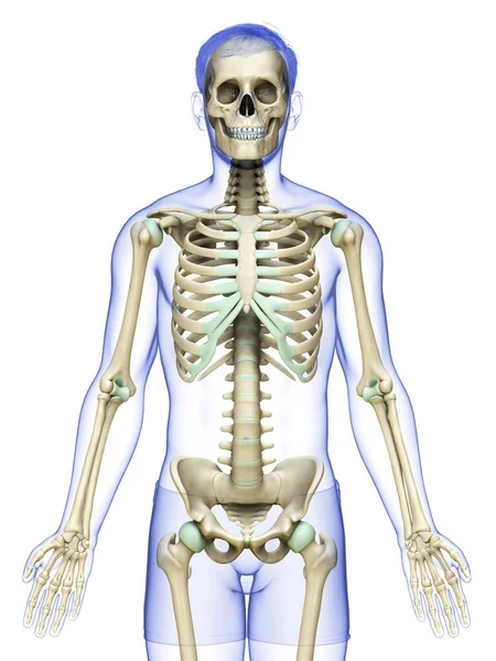 Rendered Medically Accurate Illustration Male Skeleton System — Stock Photo, Image
