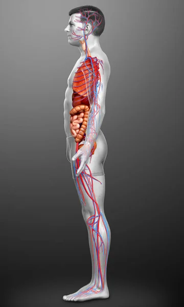 3D对男性内脏器官和循环系统进行了准确的医学描述 — 图库照片