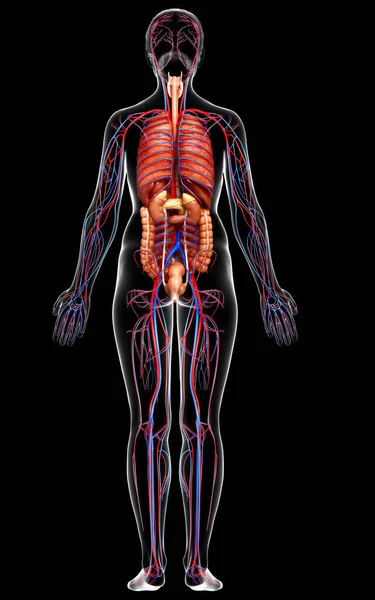 3d rendered medically accurate illustration of the female circulatory  system and internal organs