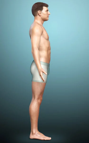 男性の体の3Dレンダリングイラスト — ストック写真