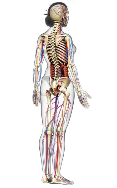 Renderowane Medycznie Dokładna Ilustracja Żeńskich Narządów Wewnętrznych Szkielet Układ Krążenia — Zdjęcie stockowe